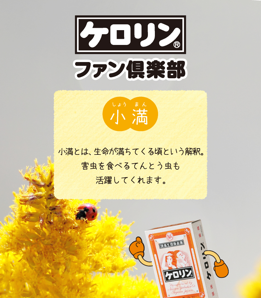 小満（5月21日〜6月5日）：小満とは、生命が満ちてくる頃と威う解釈。害虫を食べるてんとう虫も活躍してくれます