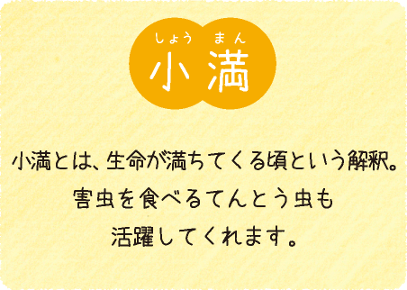 小満（5月21日〜6月5日）：小満とは、生命が満ちてくる頃と威う解釈。害虫を食べるてんとう虫も活躍してくれます